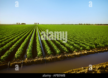 Agricoltura - metà della crescita campo di cotone essendo solco irrigato con un canale di irrigazione in primo piano / San Joaquin Valley, CA Foto Stock