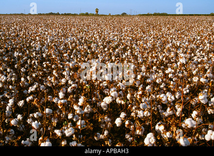 Campo di coppia defogliati piante di cotone a inizio autunno, poco prima del raccolto / San Joaquin Valley, California, Stati Uniti d'America. Foto Stock