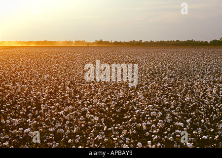 Agricoltura - grande campo di raccolto maturo pronto cotone con completamente aperto bolls al tramonto / Mississippi, Stati Uniti d'America. Foto Stock