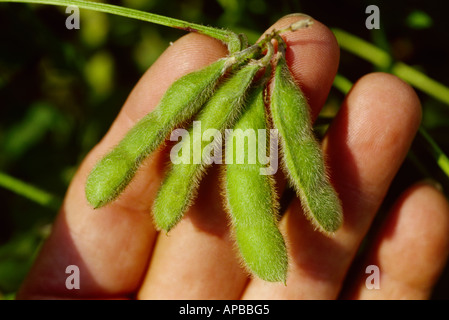 Agricoltura - un agricoltore e la mano trattiene un cluster di maturazione verde baccelli di soia / Mississippi, Stati Uniti d'America. Foto Stock