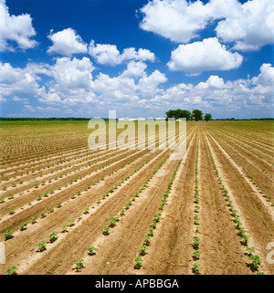 Campo di crescita iniziale 4-6 stadio fogliare reduced la coltivazione del cotone con un olio di semi di cotone mulino elevatore della granella e a distanza / STATI UNITI D'AMERICA. Foto Stock