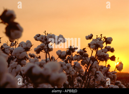 Agricoltura - Bassa vista del raccolto di cotone pronto bolls al tramonto / Mississippi, Stati Uniti d'America. Foto Stock