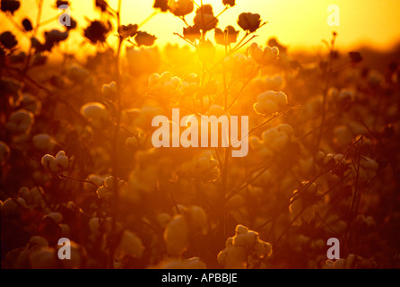 Agricoltura - Harvest pronto retroilluminato di cotone e stagliano dal tramonto / Mississippi, Stati Uniti d'America. Foto Stock