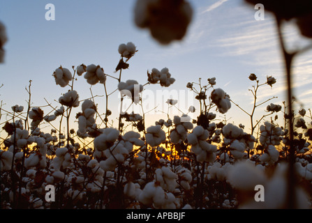 Agricoltura - Harvest pronto il cotone stagliano dal tramonto / Mississippi, Stati Uniti d'America. Foto Stock