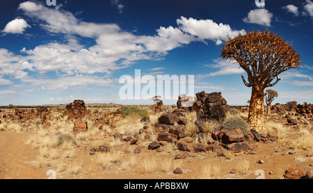 Alberi faretra Foto Stock