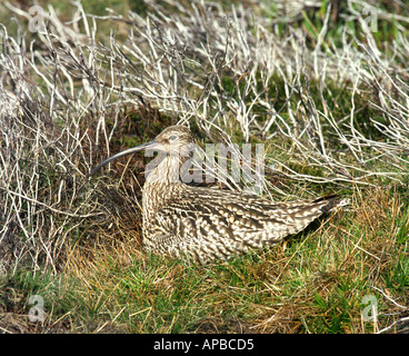 Curlew Numenius arquata GBI 1022 Foto Stock