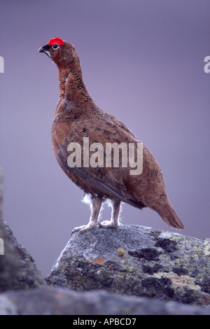 Red Grouse Lagopus lagopus scoticus Braemar Aberdeenshire Grampian Regione Scozia UK GBI 1023 Foto Stock