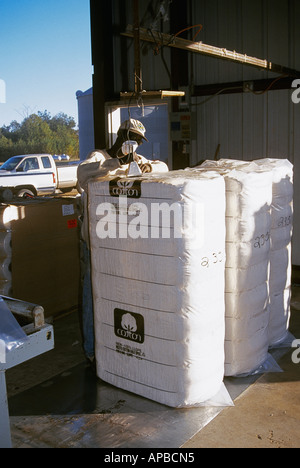 Agricoltura - confezionato in balle di cotone lavorato ricevere il controllo finale prima della spedizione da un cotone gin / Mississippi Delta, STATI UNITI D'AMERICA. Foto Stock