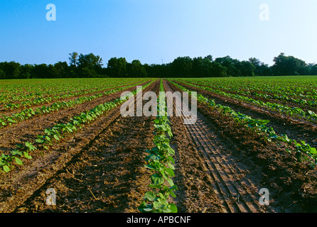 Agricoltura - Inizio della crescita di piante di cotone che cresce in un ridotto fino a campo / Helms, Arkansas, Stati Uniti d'America. Foto Stock