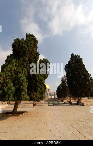 Israele Gerusalemme cipressi sul Monte del Tempio Foto Stock