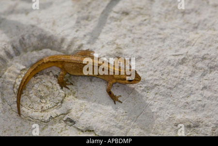 Buon newt Triturus vulgaris sui combustibili Foto Stock