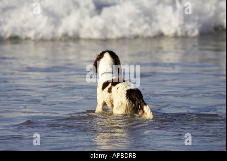 Springer spaniel cane in attesa in acqua per il proprietario che è il surf sulla spiaggia bianca spiaggia di rocce portrush County Antrim Foto Stock