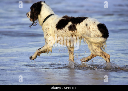 Springer spaniel cane a camminare in acqua sulla spiaggia bianca spiaggia di rocce portrush County Antrim Irlanda del Nord Foto Stock