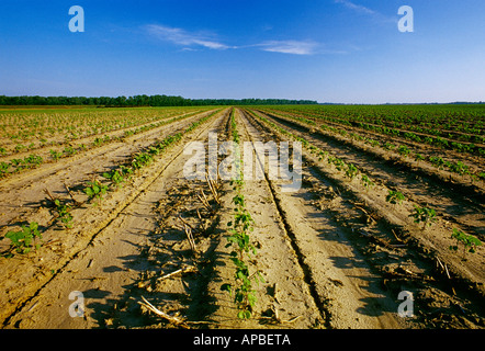 Agricoltura - Campo di crescita iniziale del cotone in un ridotto campo di coltivazione con il precedente anno di steli visibili / Arkansas, Stati Uniti d'America. Foto Stock