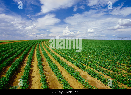 Metà dello spogliatore di crescita piante di cotone all'inizio fiore palcoscenico crescente in righe circolare intorno ad un perno centrale del cerchio di irrigazione/ USA Foto Stock