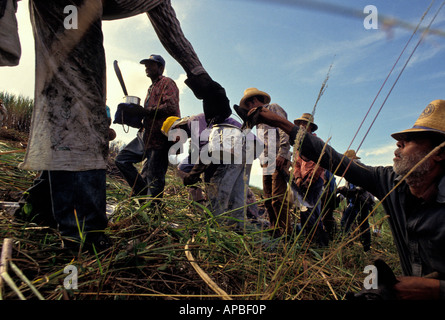 Tagliatori di canna da zucchero avente il pranzo nel campo Brasile Minas Gerais membro Foto Stock