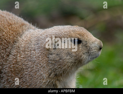 Un nero tailed cane della prateria o marmotte (cynomis ludovicianus) a Auchingarrich Centro faunistico in Scozia. Foto Stock