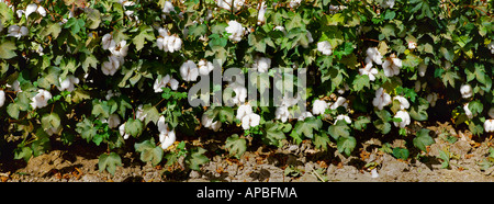 Agricoltura - Closeup vista laterale di maturazione piante di cotone al defoliante stage con molti bolls già aperto / California, Stati Uniti d'America. Foto Stock