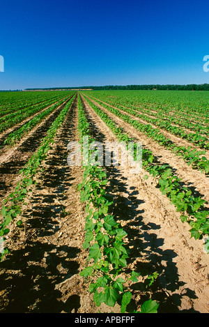 Ampio campo di crescita precoce coltivazione convenzionale il cotone al 7-8 stadio fogliare in tardo pomeriggio light / Mississippi, Stati Uniti d'America. Foto Stock