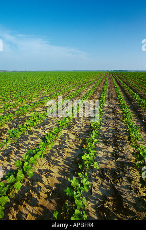 Ampio campo di crescita precoce coltivazione convenzionale il cotone al 7-8 stadio fogliare in tardo pomeriggio light / Mississippi, Stati Uniti d'America. Foto Stock