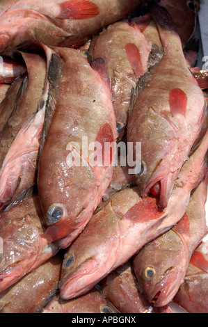 Pesce per la vendita nel mercato Crawford, Mumbai, India Foto Stock