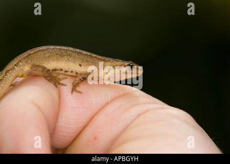 Buon newt Triturus vulgaris sulla mano d'uomo Foto Stock