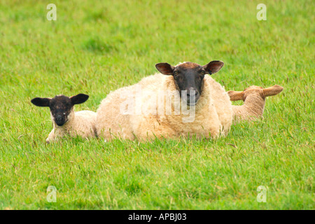 Pecora con due agnelli in campo nella primavera del Dorset England Regno Unito GB Europa UE Foto Stock