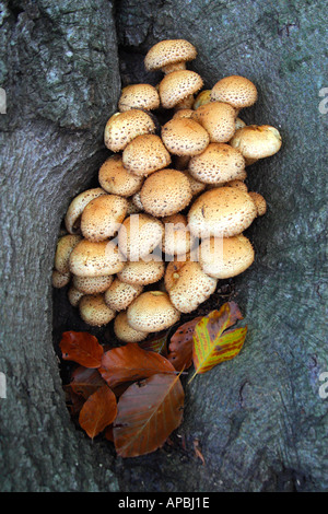 Il faggio tronco di albero fungo " Golden Scalycap' Pholiota Aurivella Shropshire England Regno Unito GB Europa UE Foto Stock