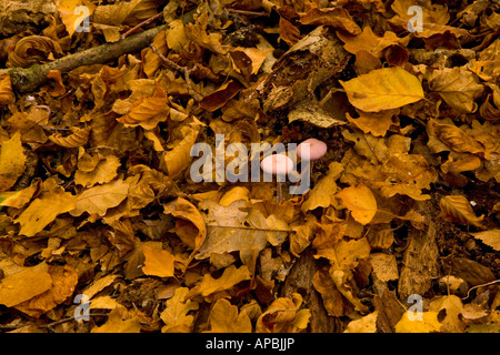 Amethyst deceiver Laccaria laccata funghi Kent England Regno Unito Foto Stock