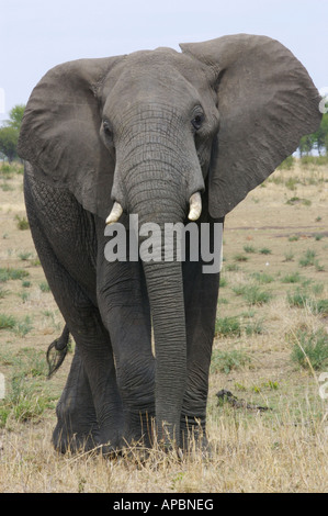 Elefante africano Foto Stock