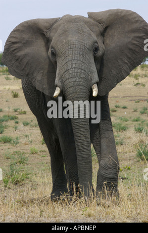 Elefante africano Foto Stock