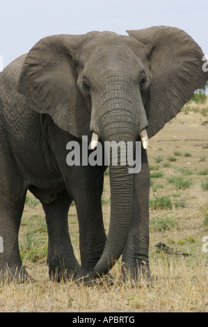 Elefante africano Foto Stock