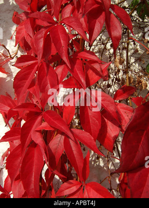 "Virginia superriduttore, Kent, England ' Foto Stock