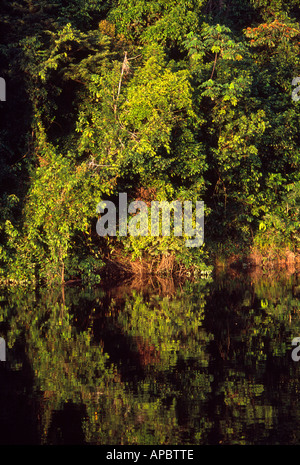 Giungla fitta vegetazione a strapiombo sul fiume Nanay al tramonto, Amazzonia, Perù Foto Stock