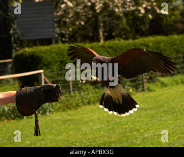 Gli uccelli rapaci sbarco sulla mano guantata Foto Stock