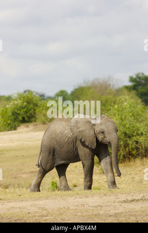 Gli elefanti africani Foto Stock