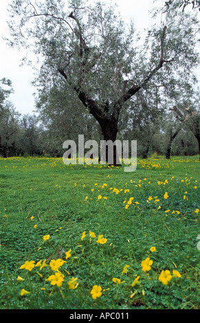 Oliveto piena di giallo fiori selvatici. Foto Stock