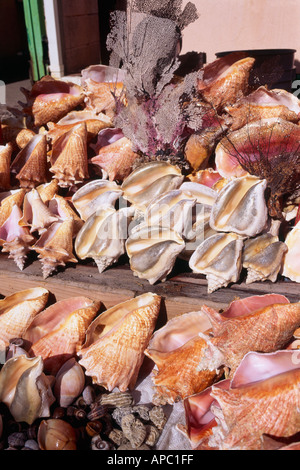 Conch gusci St Georges Grenada Caraibi Foto Stock