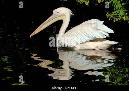 Nuoto grande bianco pellicano europeo in un zoo Foto Stock