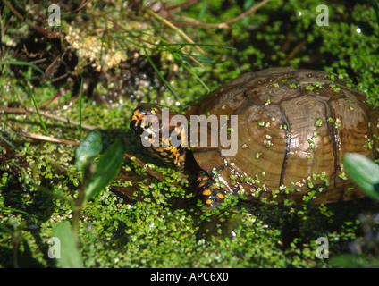 Tre colorate-toed box turtle (Terrapene carolina) Foto Stock