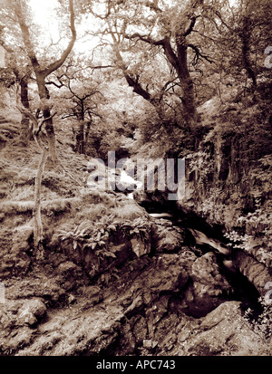 Forest ;aira force; Lake District ;cumbria; Inghilterra; Regno Unito; SEPPIA;in bianco e nero; Foto Stock