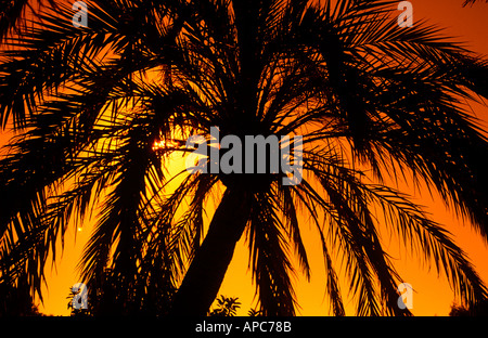 Palm tree silhouette tramonto arancio florida Foto Stock