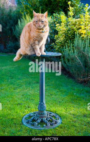 La Sam, ginger tom cat seduto su una meridiana. Foto Stock