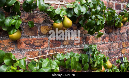 Pere di maturazione Foto Stock