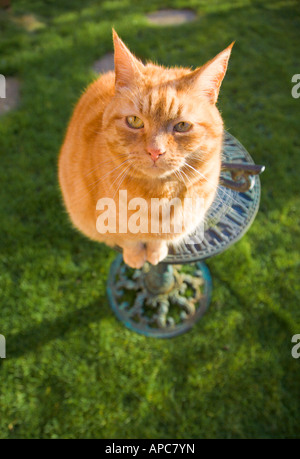 La Sam, ginger tom cat seduto su una meridiana. Foto Stock