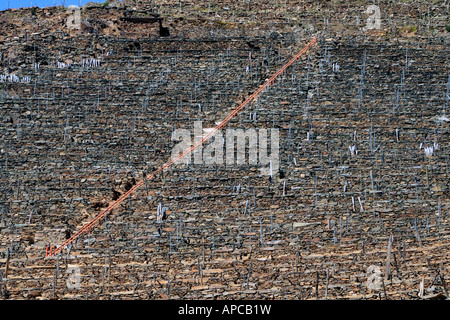 I terrazzamenti per la coltivazione dei vigneti, Ribeira Sacra, Galizia, Spagna. La scaletta è utilizzato per il trasporto delle uve fino le ripide pareti del canyon. Foto Stock