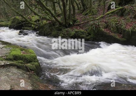 Golitha Falls riserva naturale nazionale del fiume Fowey fluisce attraverso una gola boscosa in una serie di cascate spettacolari Foto Stock