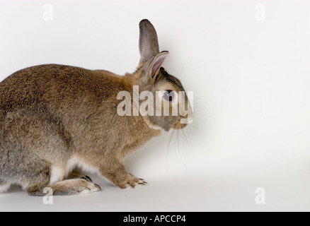 Animali domestici coniglio In Studio impostazione, verticale, vista laterale orecchie spasmi Foto Stock