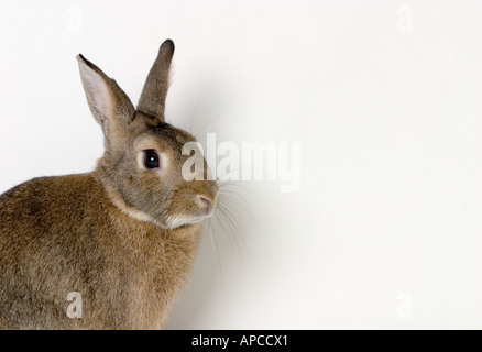 Animali domestici coniglio In Studio impostazione, orizzontale, vista laterale Foto Stock