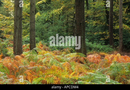 Alberi e Bracken in autunno, Rhinefield unità ornamentali, vicino a Lyndhurst, New Forest National Park, Hampshire, Inghilterra, Regno Unito Foto Stock
